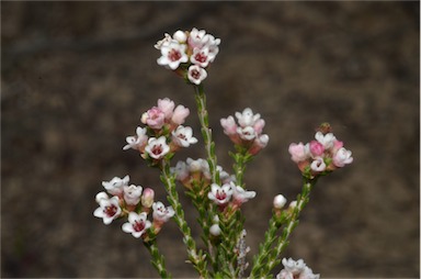 APII jpeg image of Micromyrtus ciliata  © contact APII