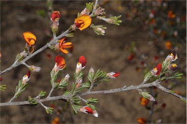 APII jpeg image of Pultenaea prostrata  © contact APII