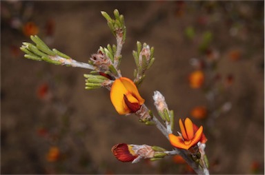 APII jpeg image of Pultenaea prostrata  © contact APII