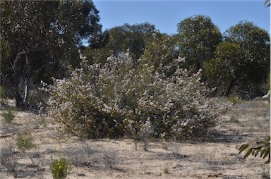 APII jpeg image of Calytrix tetragona  © contact APII