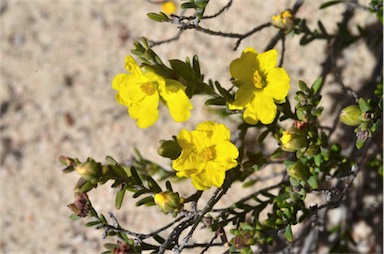 APII jpeg image of Hibbertia riparia  © contact APII