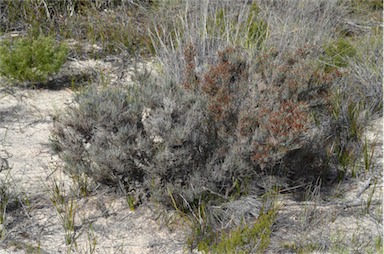 APII jpeg image of Allocasuarina pusilla  © contact APII