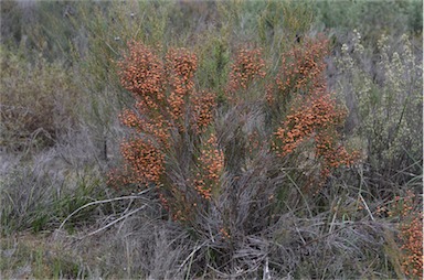 APII jpeg image of Daviesia brevifolia  © contact APII