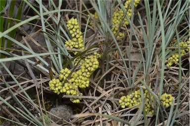 APII jpeg image of Lomandra collina  © contact APII