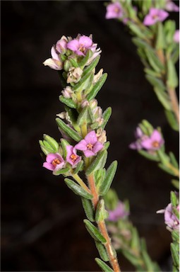 APII jpeg image of Zieria veronicea subsp. veronicea  © contact APII