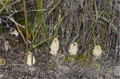 APII jpeg image of Lomandra juncea  © contact APII