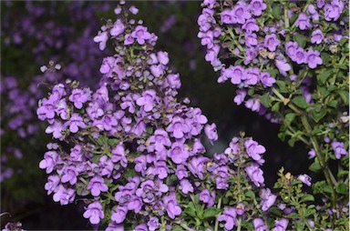 APII jpeg image of Prostanthera rotundifolia  © contact APII