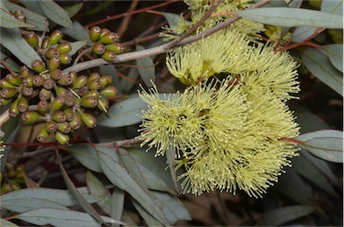 APII jpeg image of Eucalyptus gardneri subsp. gardneri  © contact APII