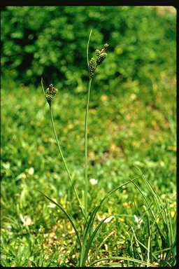 APII jpeg image of Carex hebes  © contact APII