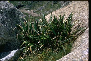 APII jpeg image of Dianella tasmanica  © contact APII