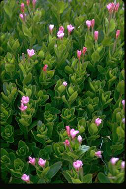 APII jpeg image of Epilobium gunnianum  © contact APII