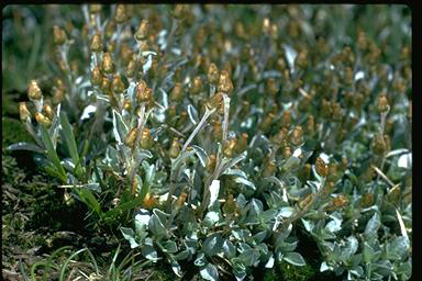 APII jpeg image of Argyrotegium mackayi  © contact APII