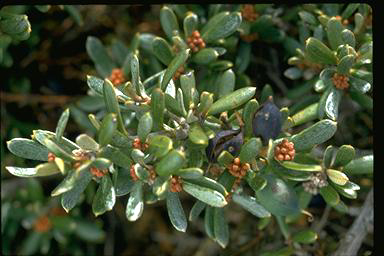 APII jpeg image of Grevillea australis  © contact APII