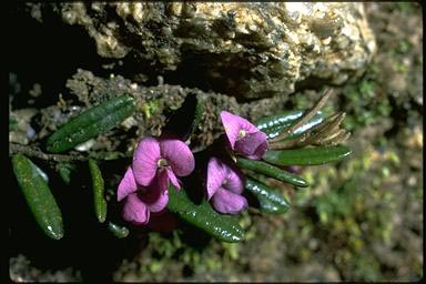 APII jpeg image of Hovea montana  © contact APII