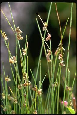 APII jpeg image of Isolepis subtilissima  © contact APII