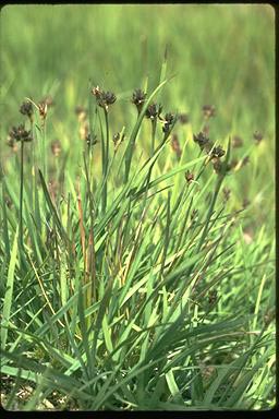 APII jpeg image of Juncus falcatus  © contact APII