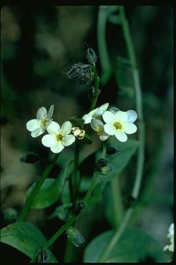 APII jpeg image of Myosotis australis  © contact APII