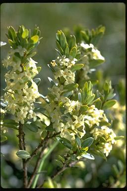 APII jpeg image of Pimelea axiflora  © contact APII