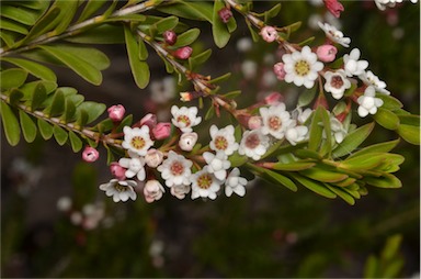 APII jpeg image of Thryptomene calycina  © contact APII