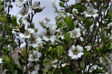 APII jpeg image of Leptospermum turbinatum  © contact APII