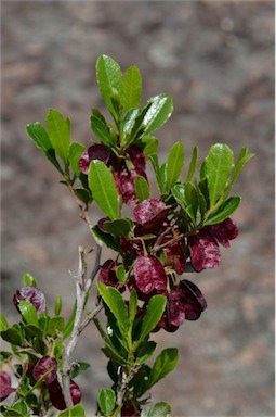 APII jpeg image of Dodonaea viscosa subsp. cuneata  © contact APII