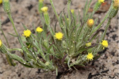 APII jpeg image of Millotia tenuifolia var. tenuifolia  © contact APII