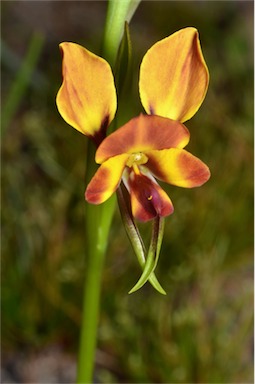 APII jpeg image of Diuris orientis  © contact APII