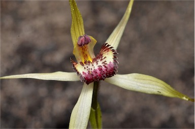 APII jpeg image of Caladenia reticulata  © contact APII