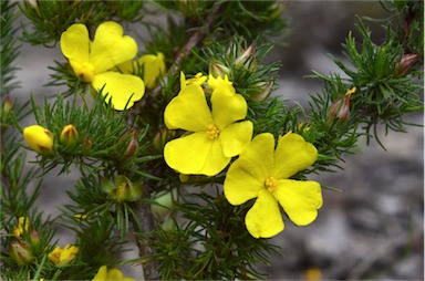 APII jpeg image of Hibbertia fasciculata  © contact APII