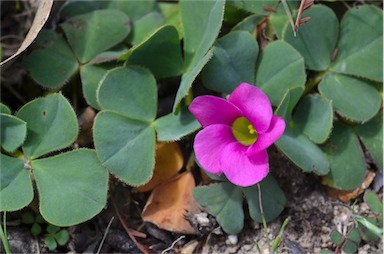 APII jpeg image of Oxalis purpurea  © contact APII