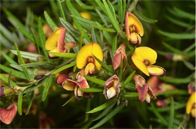 APII jpeg image of Bossiaea rosmarinifolia  © contact APII