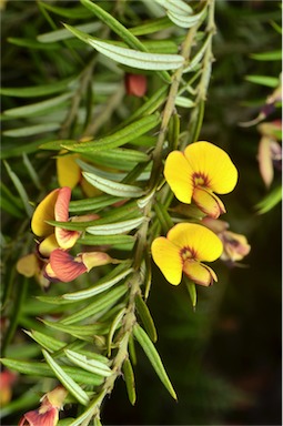 APII jpeg image of Bossiaea rosmarinifolia  © contact APII