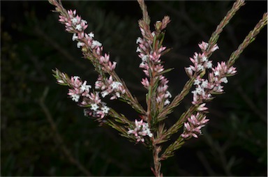 APII jpeg image of Leucopogon ericoides  © contact APII