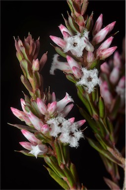 APII jpeg image of Leucopogon ericoides  © contact APII