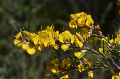 APII jpeg image of Pultenaea benthamii  © contact APII