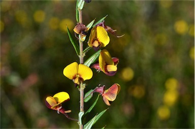 APII jpeg image of Bossiaea cinerea  © contact APII