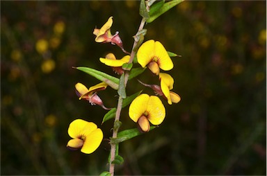 APII jpeg image of Bossiaea cinerea  © contact APII