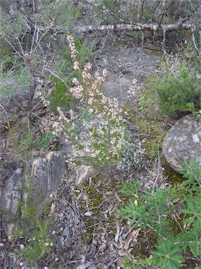 APII jpeg image of Leucopogon ericoides  © contact APII