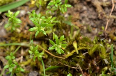 APII jpeg image of Galium murale  © contact APII