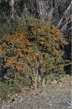 APII jpeg image of Daviesia ulicifolia subsp. ruscifolia  © contact APII