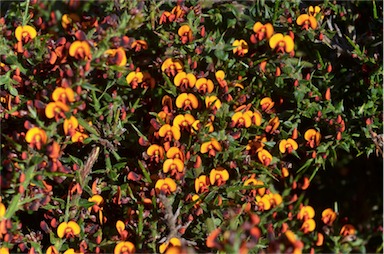 APII jpeg image of Daviesia ulicifolia subsp. ruscifolia  © contact APII