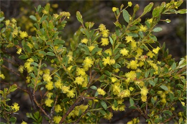 APII jpeg image of Acacia acinacea  © contact APII