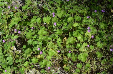 APII jpeg image of Geranium molle  © contact APII