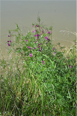 APII jpeg image of Vicia sativa subsp. nigra  © contact APII