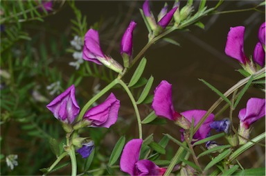 APII jpeg image of Vicia sativa subsp. nigra  © contact APII