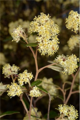 APII jpeg image of Pomaderris andromedifolia subsp. confusa  © contact APII