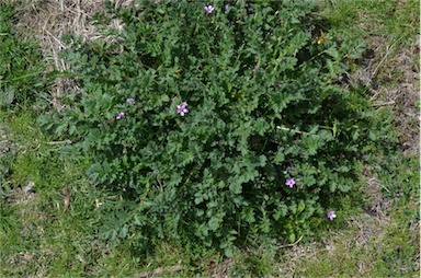 APII jpeg image of Erodium cicutarium  © contact APII