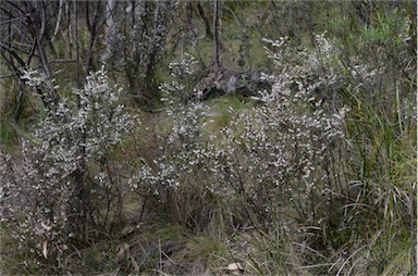 APII jpeg image of Leucopogon fletcheri subsp. brevisepalus  © contact APII