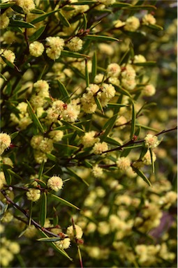 APII jpeg image of Acacia siculiformis  © contact APII