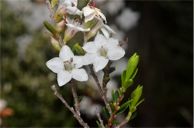 APII jpeg image of Epacris franklinii  © contact APII